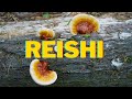 Foraging a Vibrant Mushroom in the Deep Wilderness. Reishi