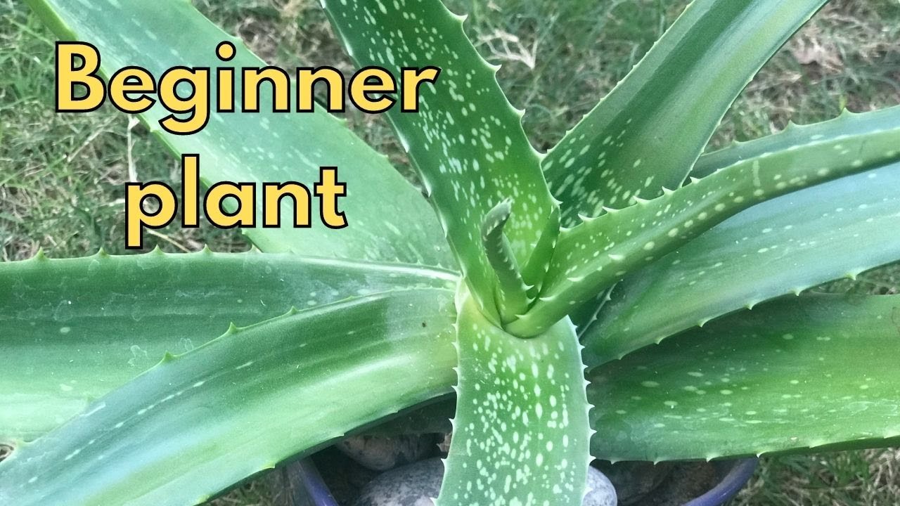 Aloe vera is The Best Beginner Plant Low Care and Low Maintanance