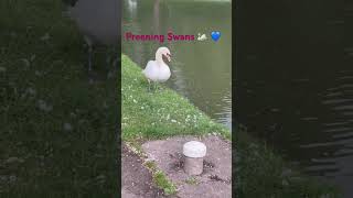 Swans preening after the rain 💙 #canal #narrowboatliving #narrowboatvlog
