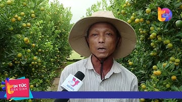 Người trồng quất Hội An lo thất thu vụ tết  | Tin Tức Dân Sinh