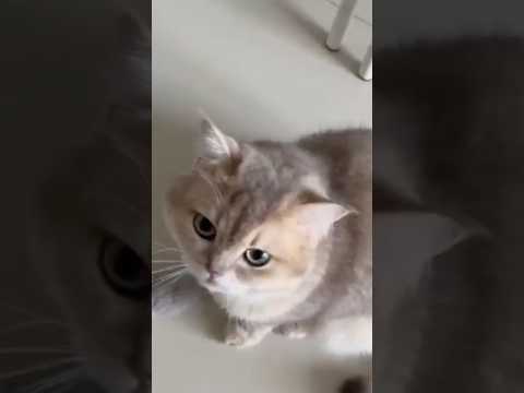 1 year old Pepper meowing nonstop wandering walking around