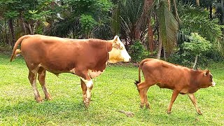 Hewan Lucu Sapi Lembu Belang