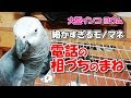 大型インコのヨウムの電話はおしゃべりよりも相づちモノマネ