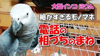 大型インコのヨウムの電話はおしゃべりよりも相づちモノマネ