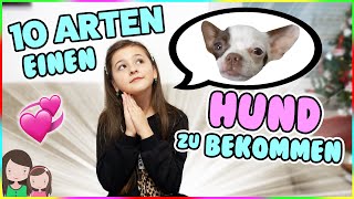 10 Arten Seine Eltern Zu Einem Hund Zu Überreden Wie Bekomme Ich Einen Welpen? Alles Ava