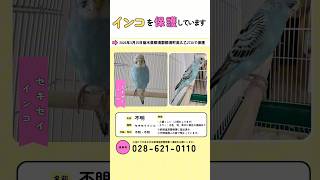 飼い主さんに届くように拡散お願いします