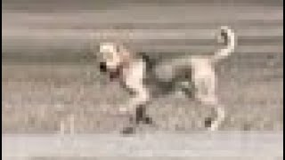 BOZO HERŞEYİ ALT ÜST ETTİ. DELİ OLDUM. KUYRUKSUZ BERAZ GİDİYOR.! 