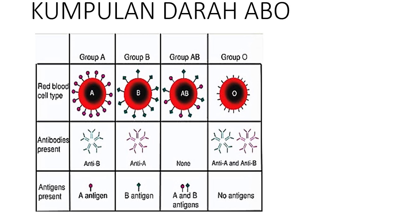 10 5 Kumpulan Darah Manusia Youtube