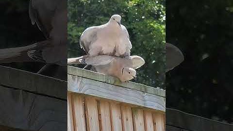 Mourning dove call / coo / sounds | Bird #shorts