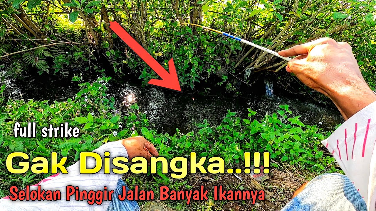 Mancing Diselokan Pinggir Jalan ‼️Ikannya Besar-besar Semua