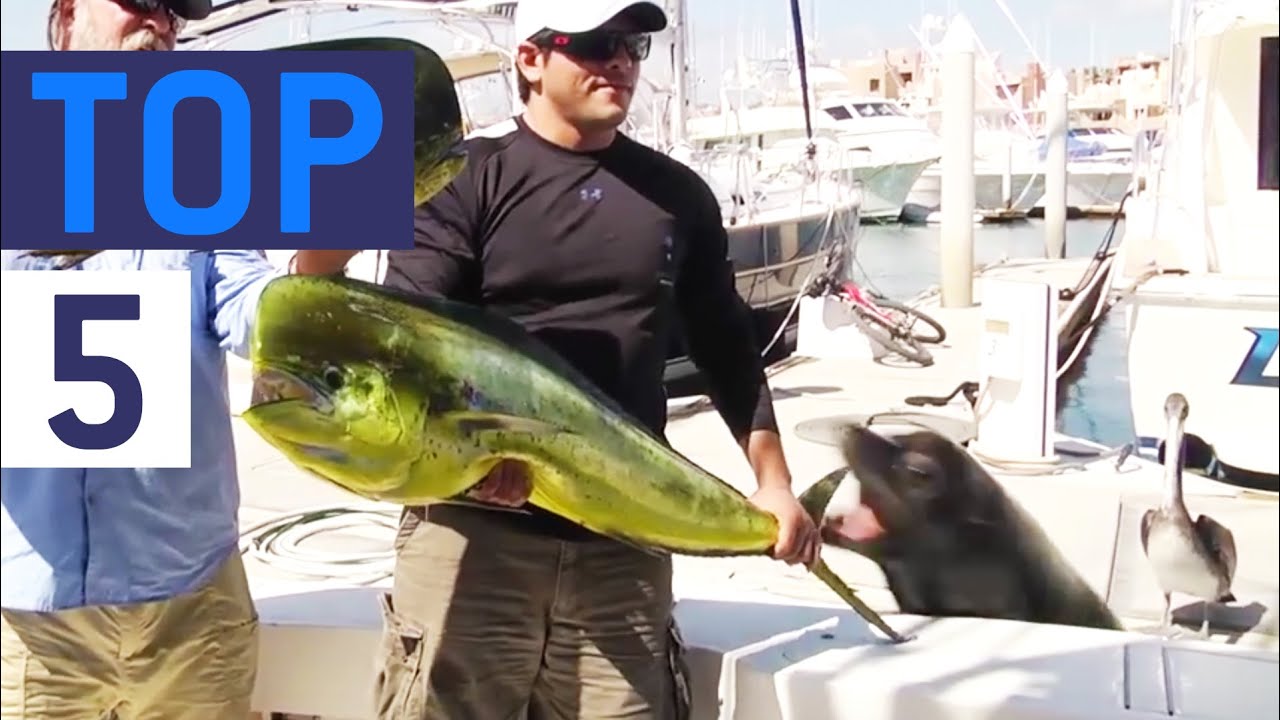 crashes on air Top 5 Animal Thieves || JukinVideo Top Five