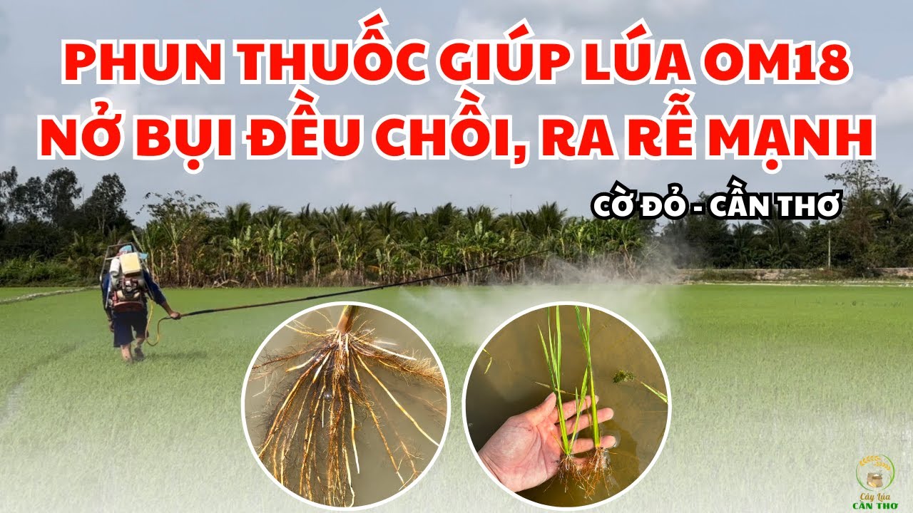 PHUN THUỐC GIÚP LÚA OM18 NỞ BỤI ĐỀU CHỒI, RA RỄ MẠNH - CỜ ĐỎ CẦN THƠ ...