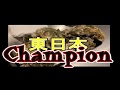 【3秒⁉】殻付き生牡蠣の早剥きに挑戦！！東日本チャンピオンの実力とは・・・