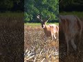 Big Velvet BUCK! Off to a GOOD START