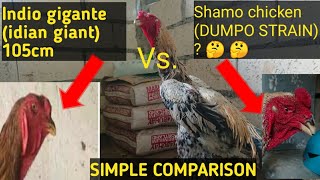 INDIO GIGANTE VS SHAMO DUMPO (SIMPLENG PAGKUKUMPARA) 🤔