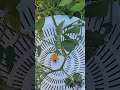 Only 5 tomatoes… but it’s my first harvest 🍅 #gardening #tomato #growyourown #beginnergardener