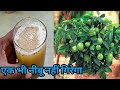 नींबू के पौधे में केवल एक बार यह चीज डाल दो /नींबू फलों से लदा रहेगा/ best fertilizer for lemon tree