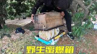 Invested 20,000 yuan and worked hard for a month, and everyone was shocked by the amount of honey screenshot 2