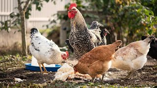 Roster Sounds Amazing Roster Crowing Sound Effect 2K