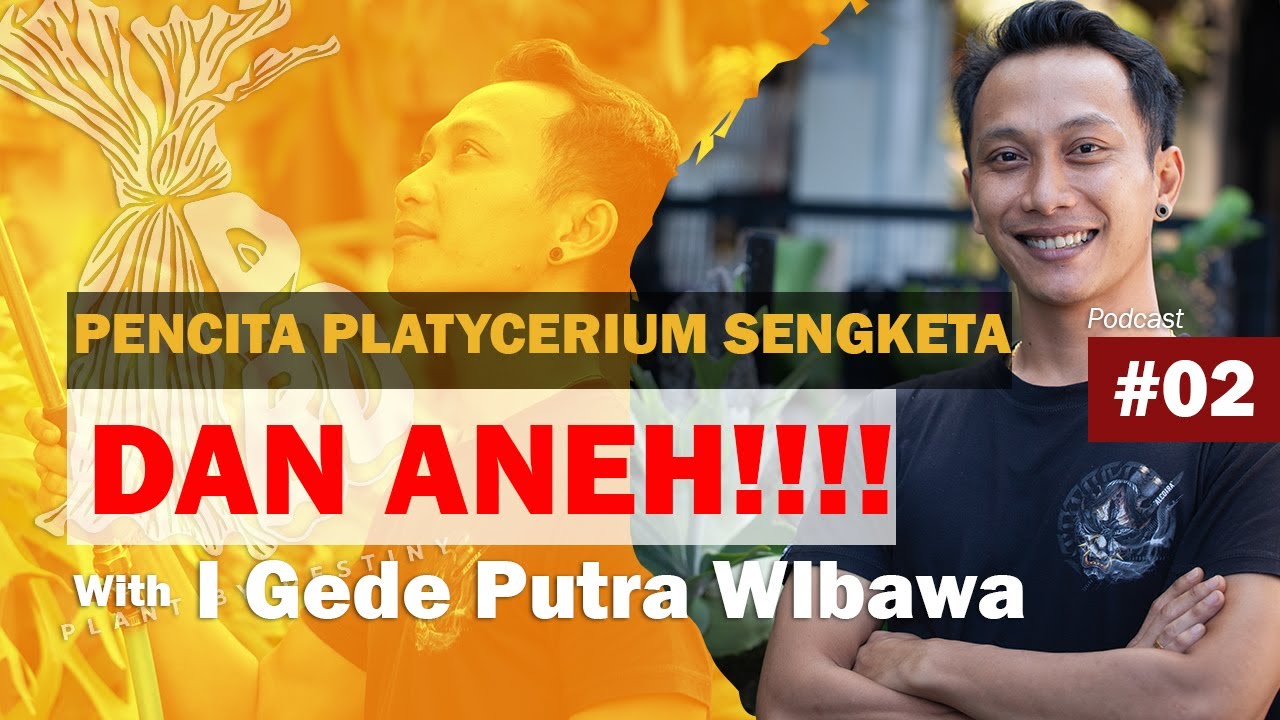 PENCINTA PLATYCERIUM UNIK DAN BERBEDA with SENCETA PLATYCERIUM