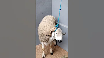 اغنية كبش العيد 