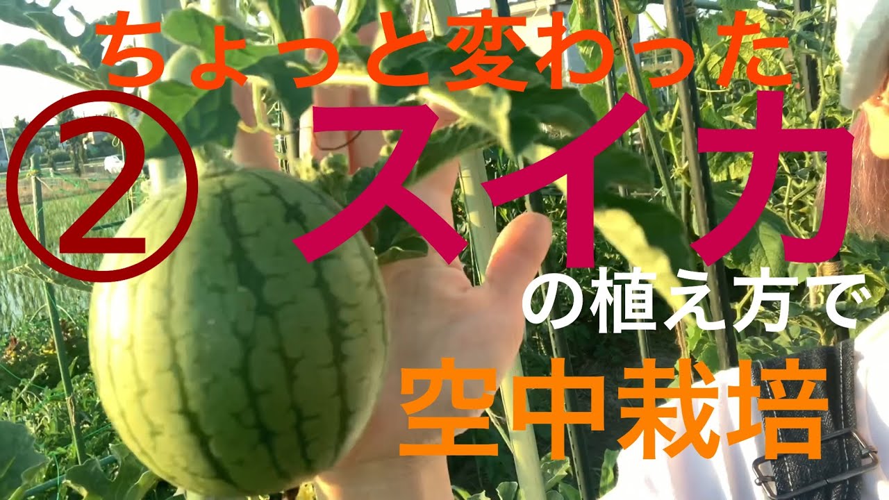最高のマインクラフト ぜいたくスイカ の 植え 方