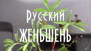 🥀 Collection and use of marsh cinquefoil / Russian ginseng /
