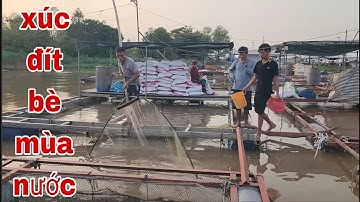 Xúc Cá Linh Cá Sác Và Tôm Lóng Mùa Nước Nổi Ở Sông Tiền # SĂN BẮT ĐỒNG THÁP #