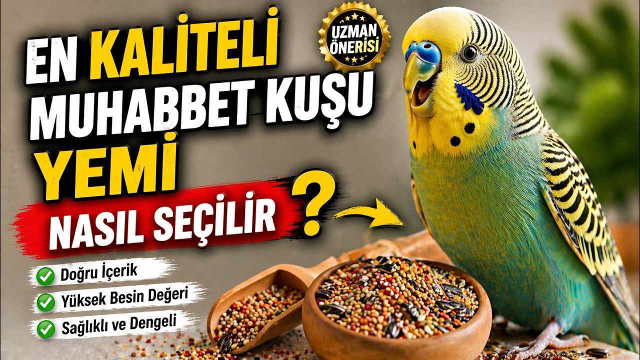 En Kaliteli Muhabbet Kuşu Yemi Nasıl Seçilir, #muhabbetkuşu #kuşyemi #muhabbetkuşubakımı