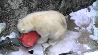 隙間に氷詰め込んでるホッキョクグマ　アイラ~Polar Bear stuffs ice into a crevice