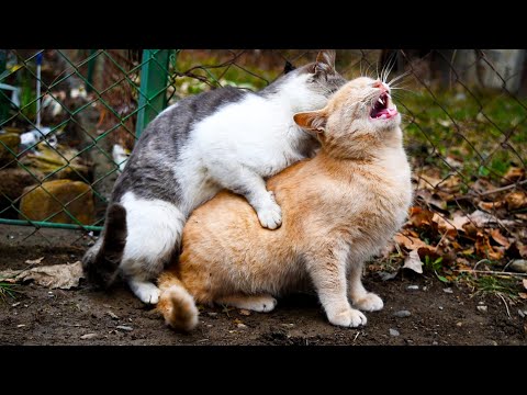 Video: Hvordan Takle Sexjakt På Katter?