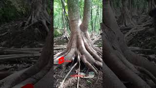 SALAM BUDIDAYA #shorts #bonsai #caraperawatanbonsai #bonsaiindonesia #bonsaitree #ficus