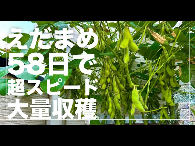A4サイズのスペースでOK】えだまめの水耕栽培がとても簡単で早く