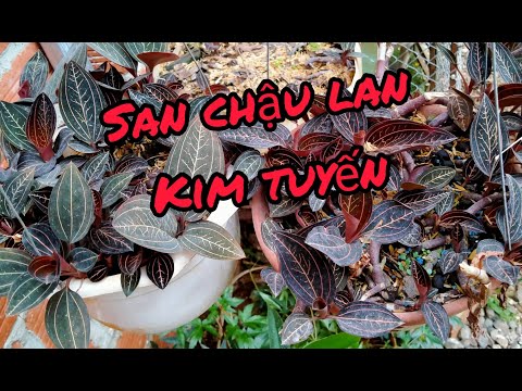 SAN CHẬU LAN KIM TUYẾN-Repotting pot orchid(Ngân Nga Channel)