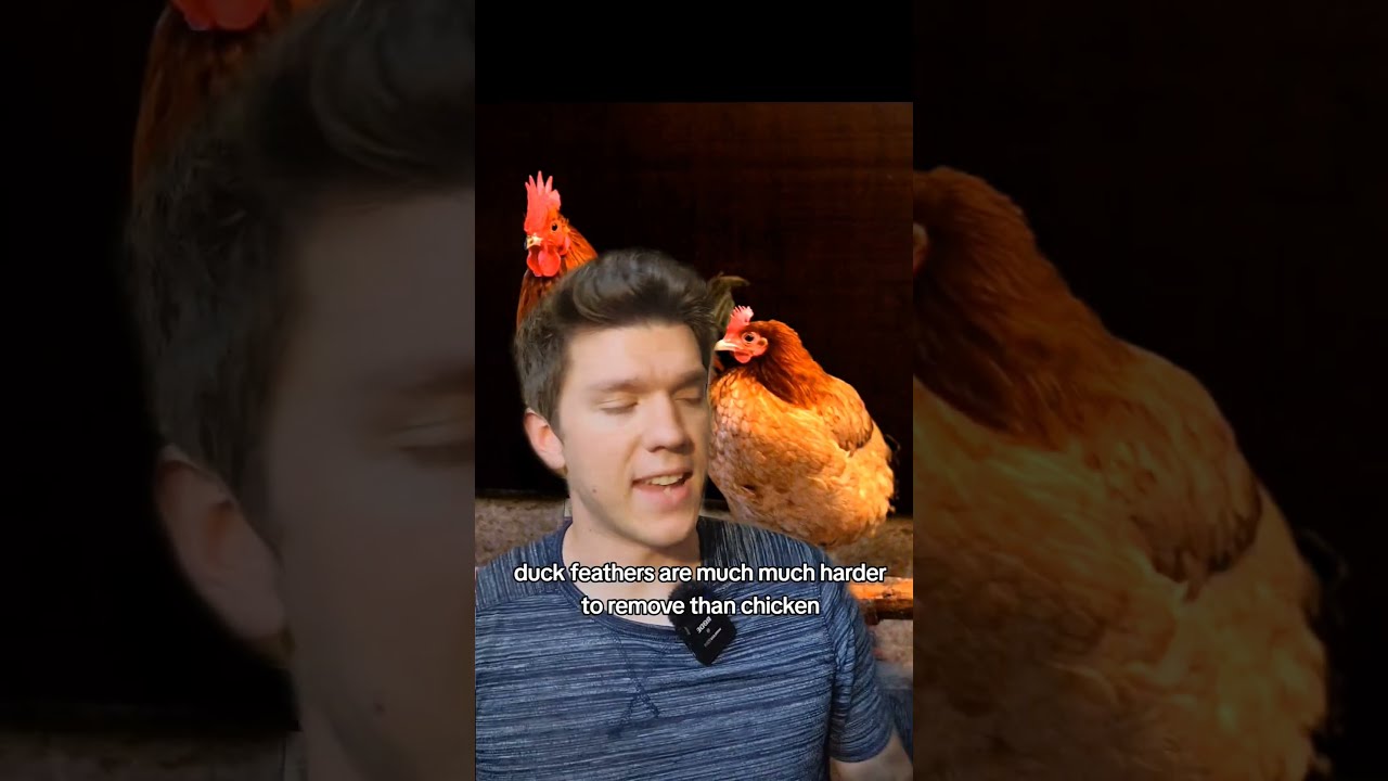 Why Do Most People Raise Chickens Over Ducks Homestead Chicken Homesteader