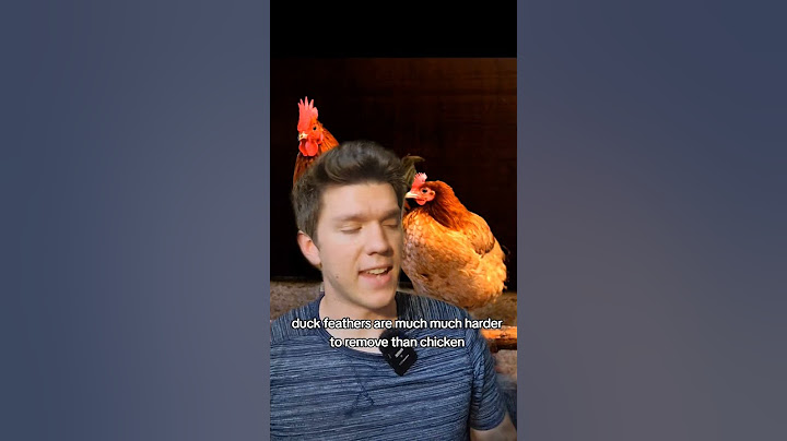 why do most people raise chickens over ducks? #homestead #chicken #homesteader