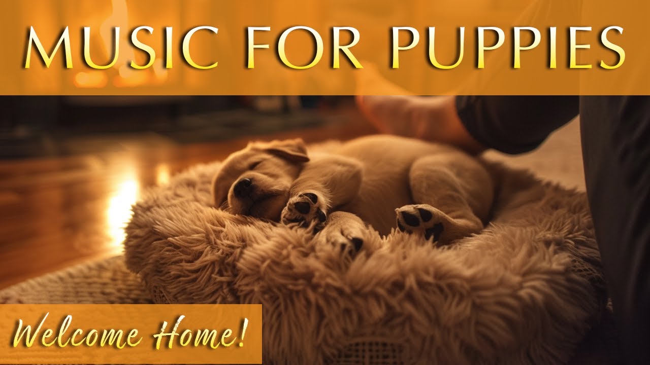 Puppy Sleep Music 🐶 Gentle Anxiety Relief for New Puppies