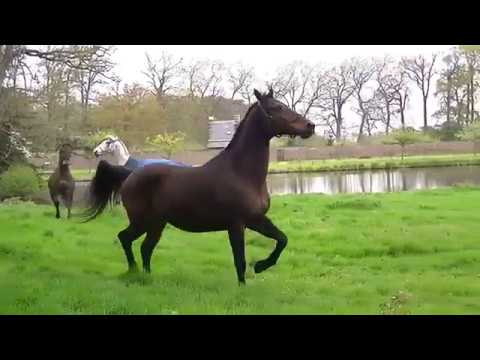 Video: Paarden Bob