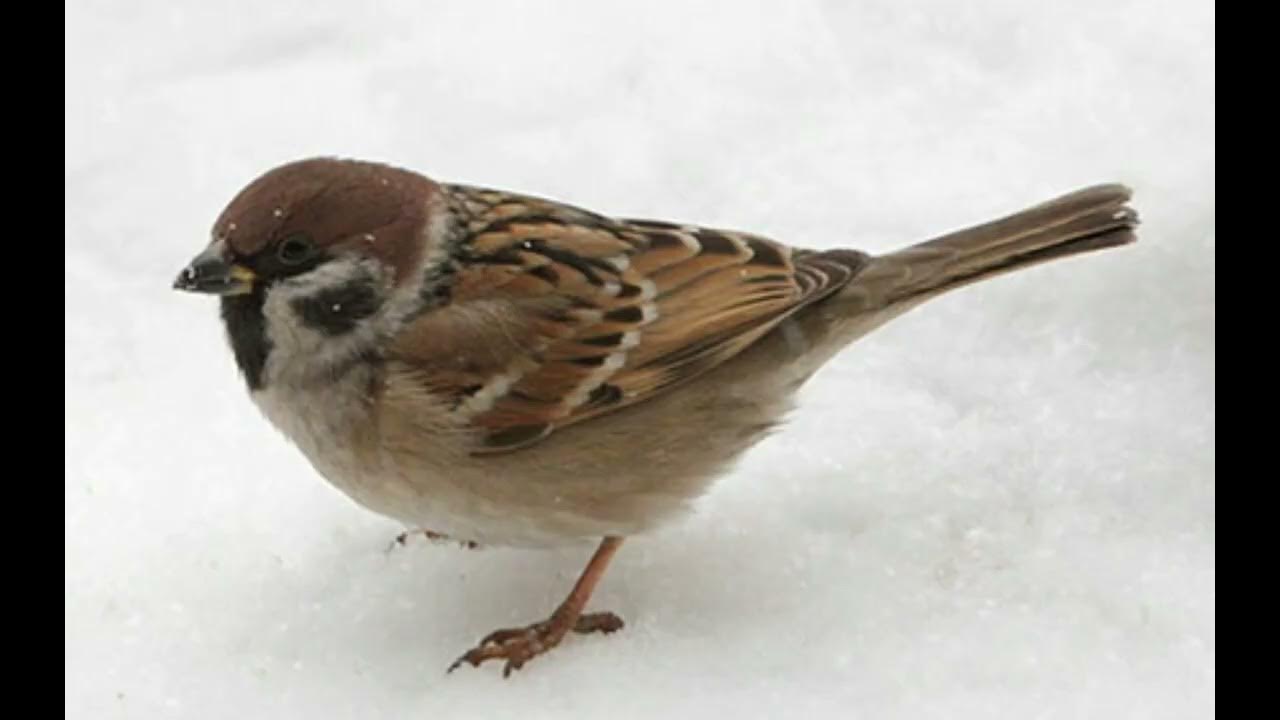 Воробей. Воробей для детского сада. Воробей на белом фоне. Воробей картинка для детей