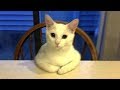 「猫かわいい」 すごくかわいい子猫 - 最も面白い猫の映画 #270