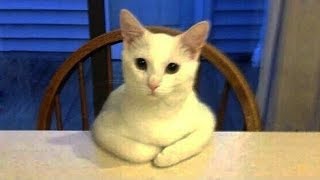 「猫かわいい」 すごくかわいい子猫 - 最も面白い猫の映画 #270