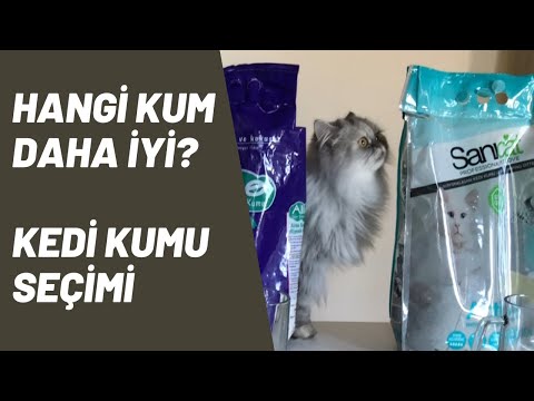 Video: Kedi Kumu Nasıl Seçilir