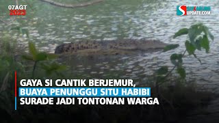 The beautiful crocodile that guards Situ Habibi Surade is a spectacle for locals.