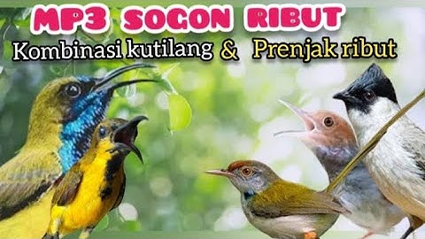 MP3 PIKAT BURCIL Kombinasi Sogon,Prenjak Dan Kutilang Ribut