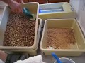 Pine pellet litter box system. No spill and it exercises your core