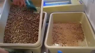 Pine pellet litter box system. No spill and it exercises your core