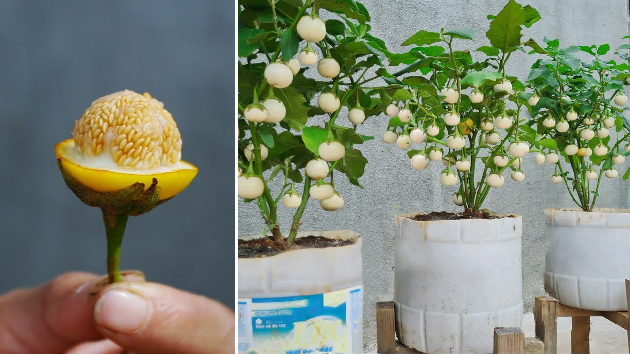 How To Grow Garden Eggs From Seeds At Home Even If You re Not Adept At how-to-grow-garden-eggs-from-seeds-at-home-even-if-you-re-not-adept-at