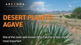 Desert Plants Agave