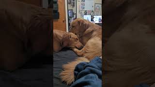 Oakley Is Giving Reygan Lots Of Love As She Sleeps