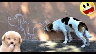 Funny Dogs And Cats Videos 2024 😅 - Best Funniest Animal Videos #36